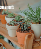 Fertilizante en polvo de cáscara de plátano (500 g)