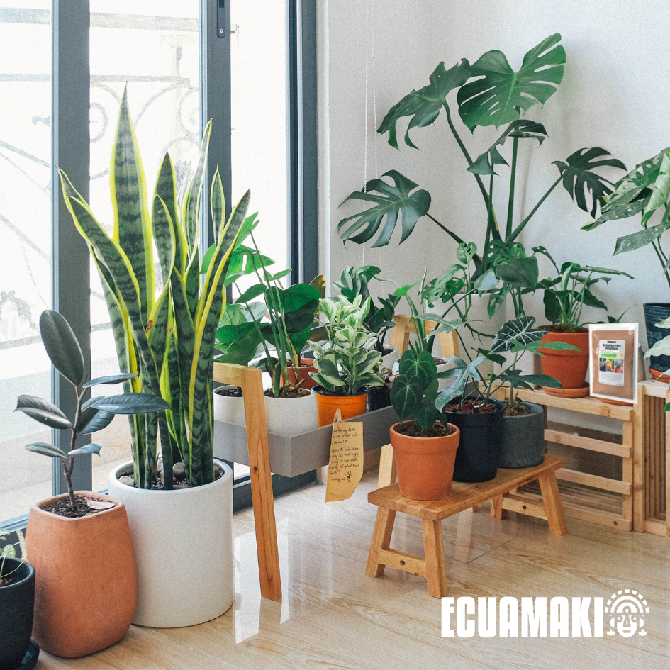 Fertilizante en polvo de cáscara de plátano (500 g)